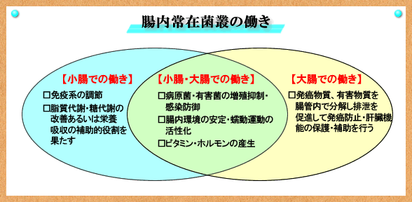 腸内常在菌叢の体内での働き