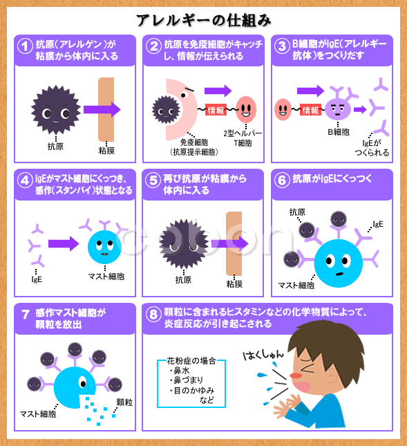 アレルギーの仕組み