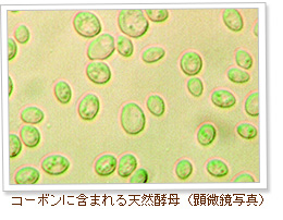 コーボンに含まれる天然酵母（顕微鏡写真）